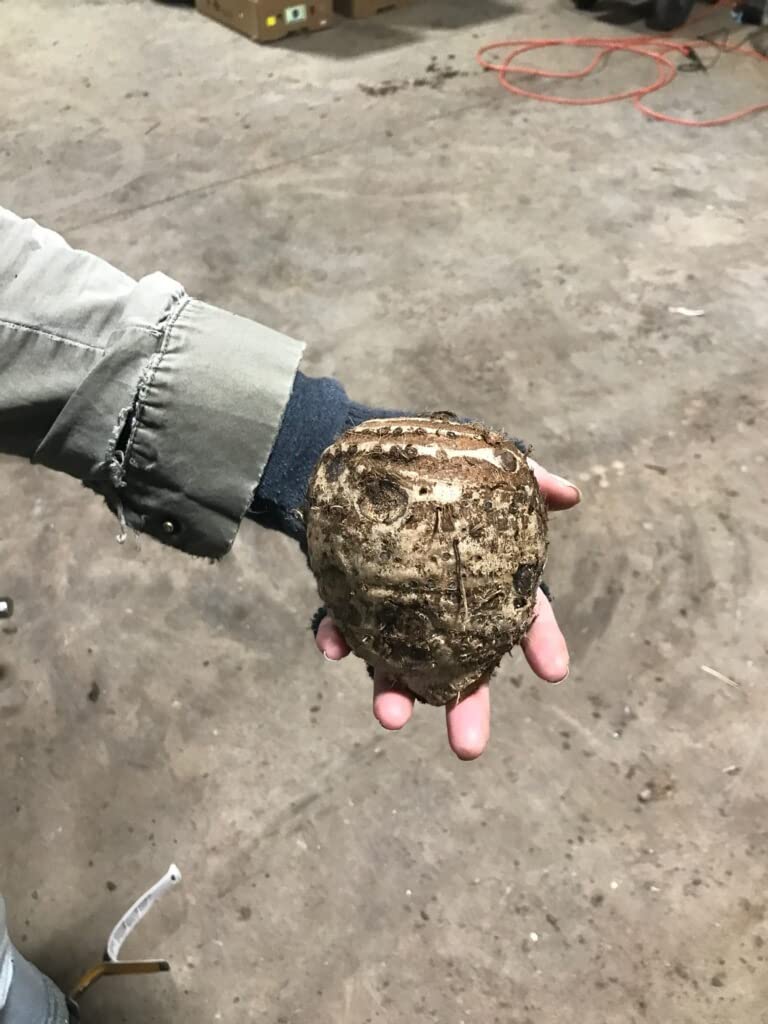 2 Colassal-Sized Elephant Ears Bulbs- Esculenta