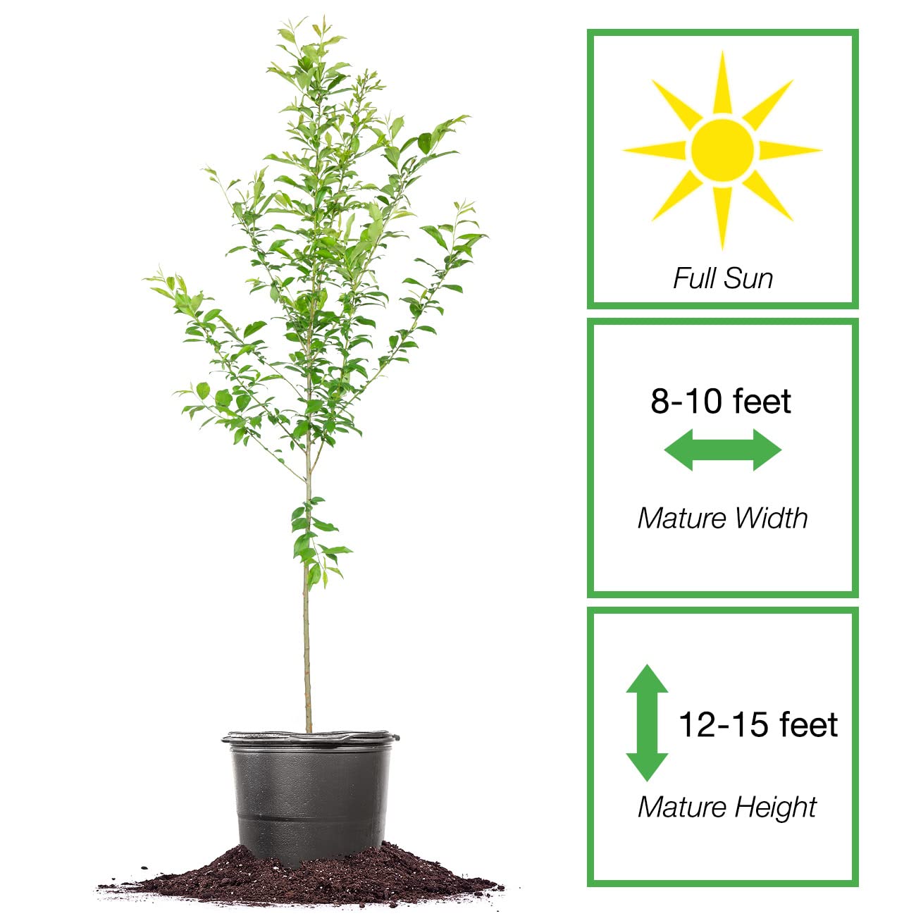 Perfect Plants AU Rosa Plum Tree 4-5 Feet | Live Fruit Trees for Outdoor Planting | Huge & Juicy Plums for Fresh Eating | Growing in Zone 5-8