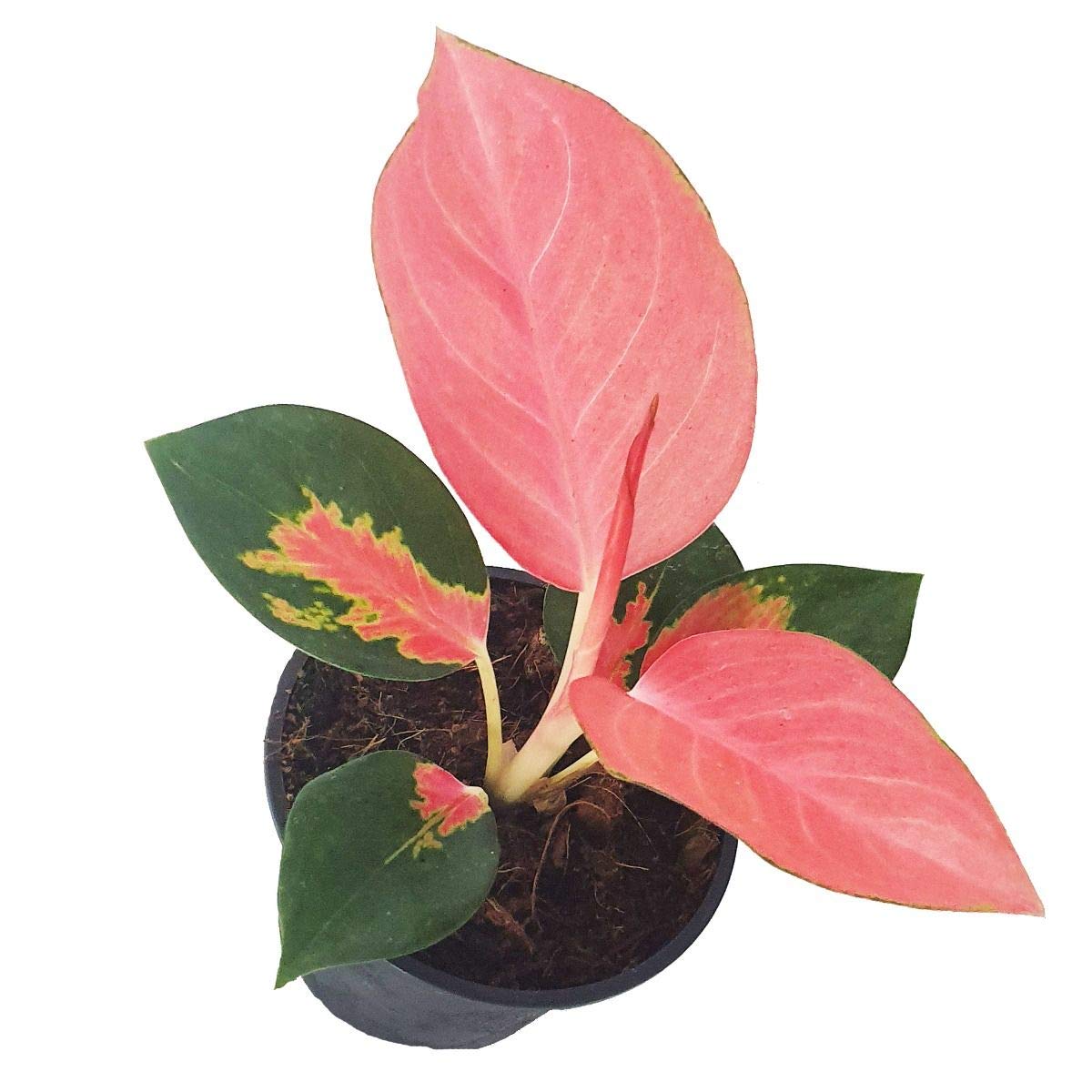 Pink Pearl Chinese Evergreen Plant - Aglaonema - Low Light - 4" Pot