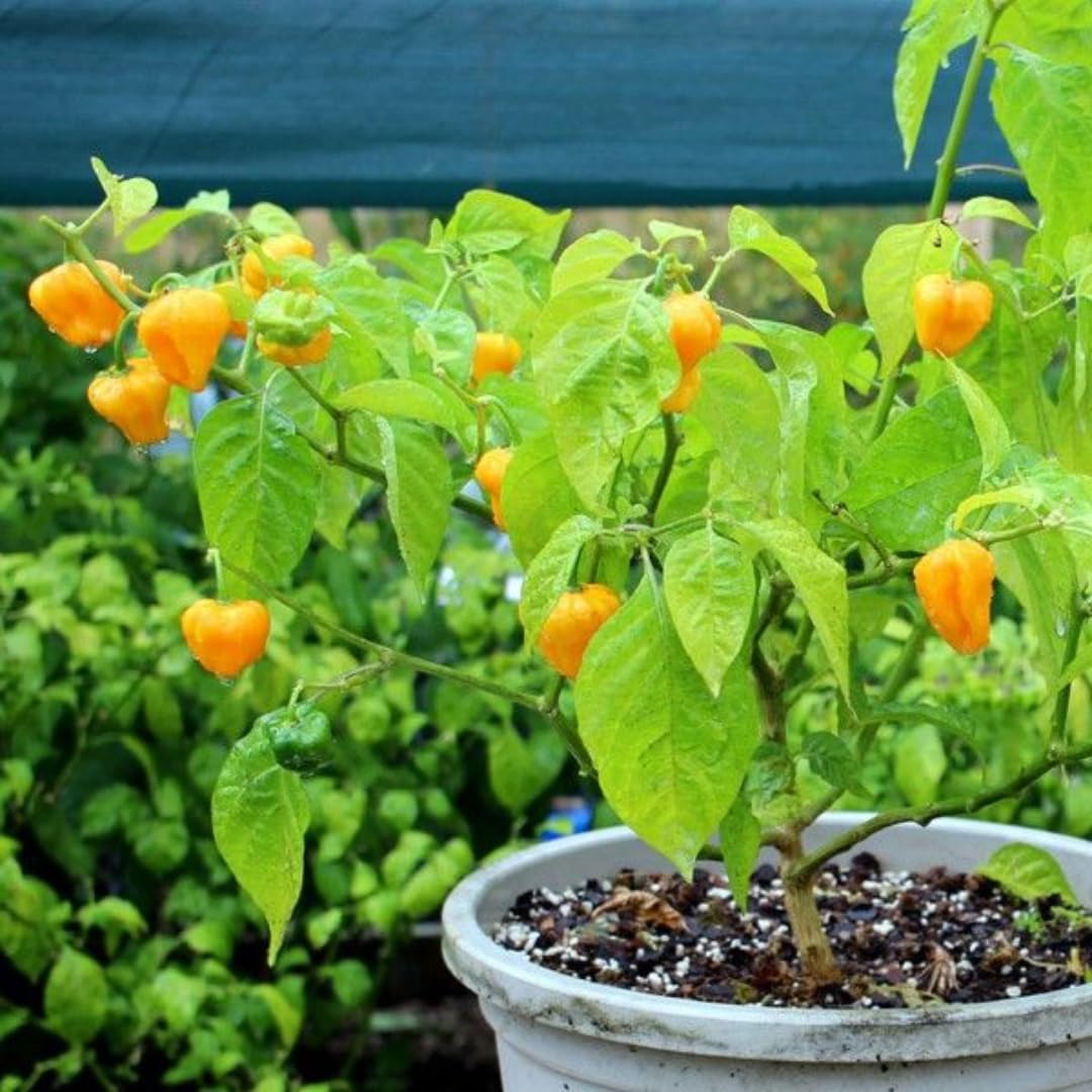 Live Yellow Scotch Bonnet Pepper Plant in 4 Inch Pot, 4–7 Inch Tall Seedling, Jamaican Hot Pepper Plant for Garden or Container Growing