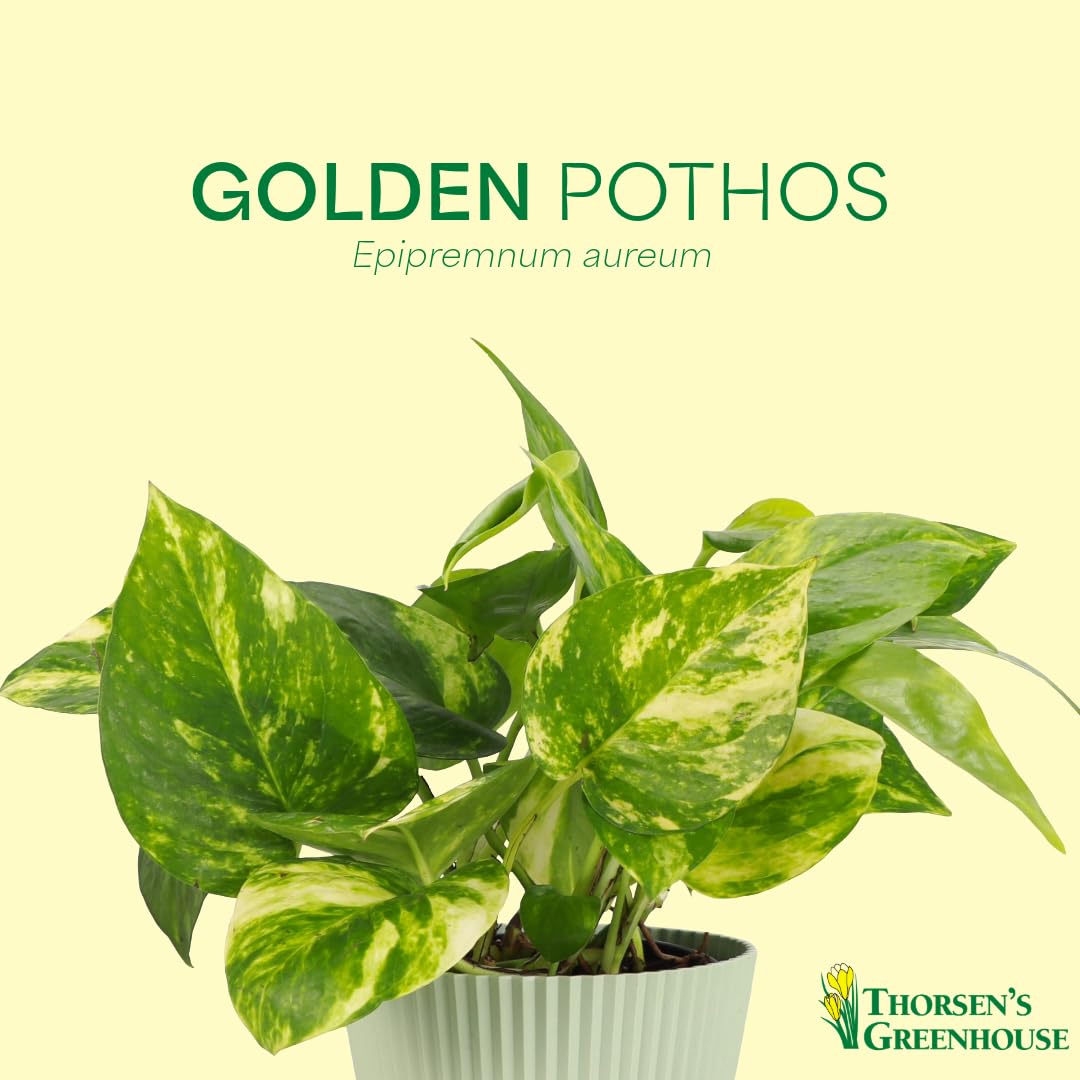 Thorsen's Greenhouse Golden Pothos, Live Indoor Vining Plant, Easy to Grow, Variegated Houseplant, Natural Air Purifier (Natural, 4-inch Pot)