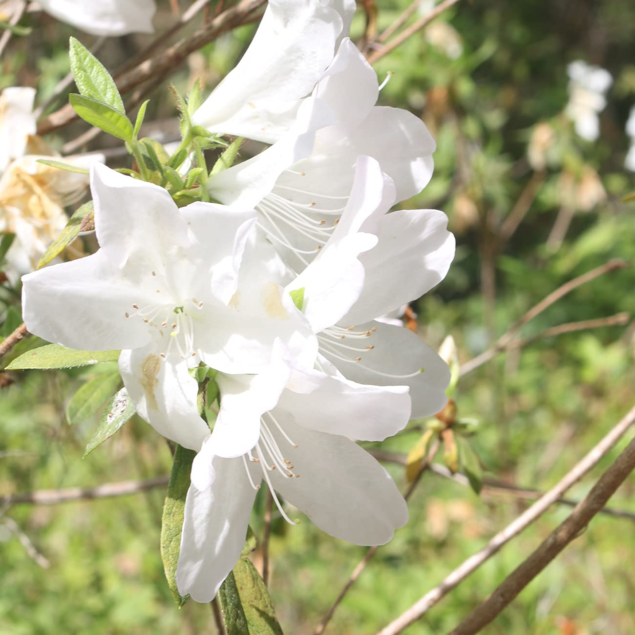 PERFECT PLANTS GG Gerbing Azalea Bush | 3 Gal. Pot | Large White Blooms | Southern Staple