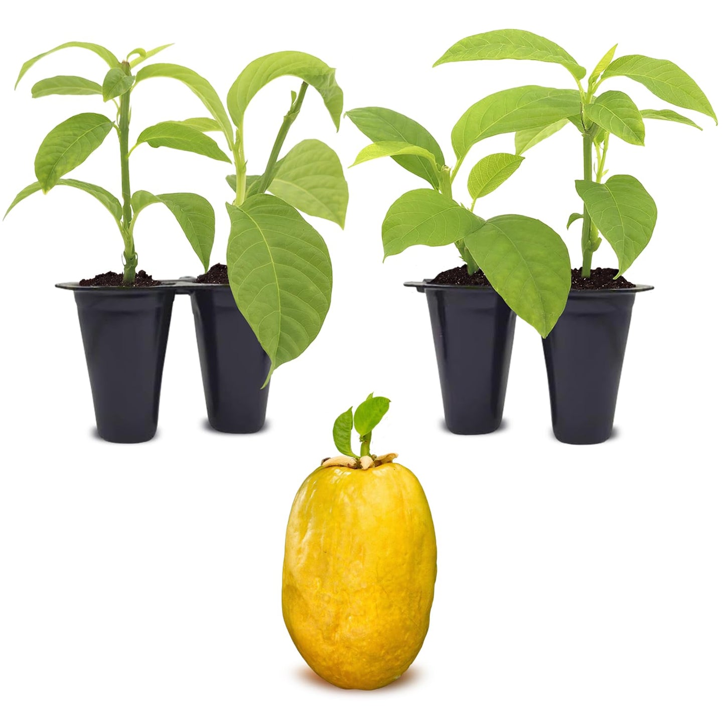 Passion Fruit Giant Granadilla (4 Pack) Live for Sale | Easy to Grow Plants | Edible Fruit Plant for Sustainable Living | Grow Your own Food on Your Edible Organic Garden| Live for Planting|
