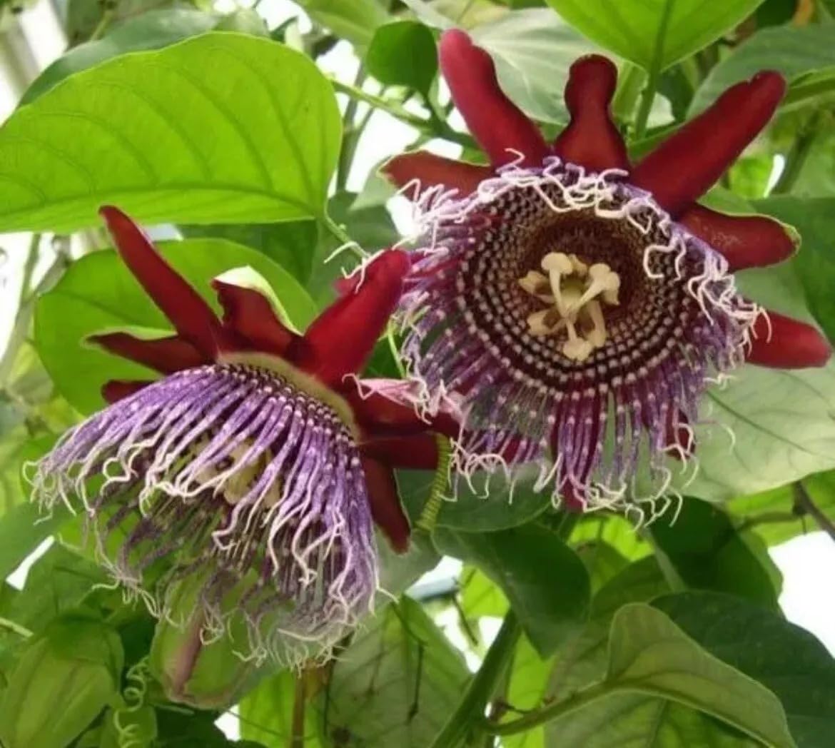 Zaylee Garden 1 Live Giant Granadilla Passion Fruit Vine | 5-8 inch Yellow Passiflora Starter Plant