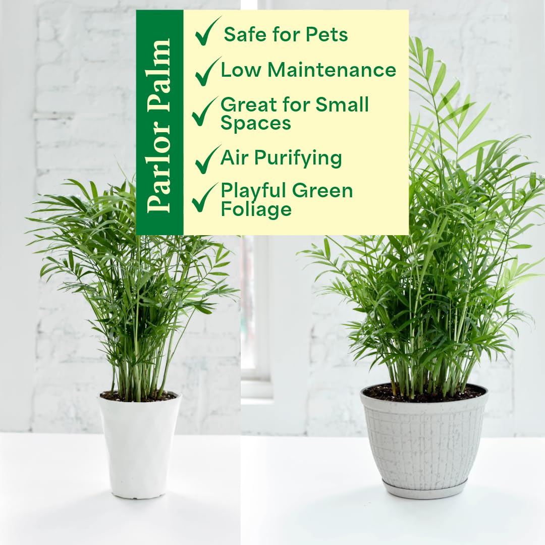 Thorsen's Greenhouse Parlor Palm Plant, Live Indoor Plant, Neanthe Bella Palm, Natural Air Purifier, Easy to Grow, Pet Safe Plant, 4-inch Diameter Pot (Natural)