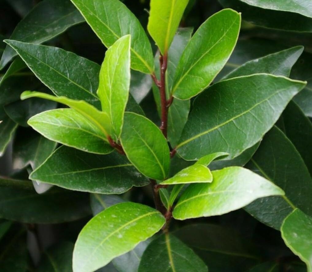 Live Plant - 3 Bay Leaf Trees - 3-6" Tall Live Plants - Sweet Bay Laurel - Laurus nobilis