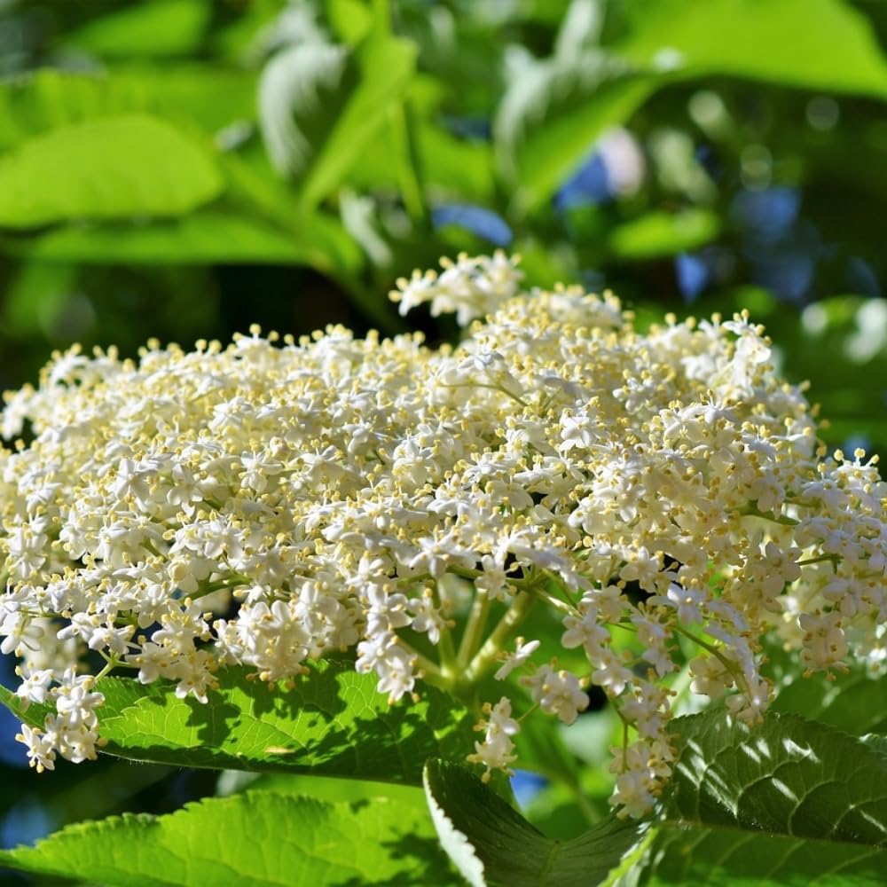 Pack 2 Elderberry Plants Live for Planting, Elderberry Bush Live Plants, 6-12 Inch Tall