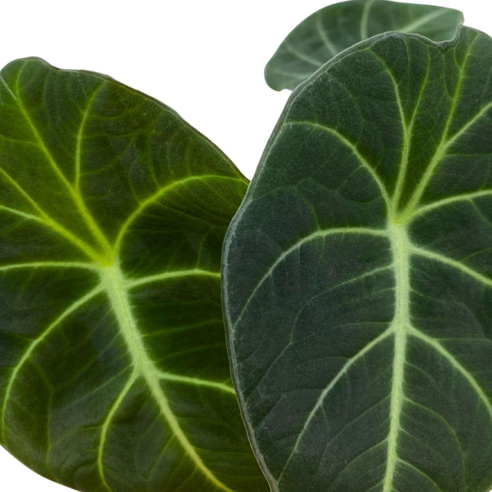 BubbleBlooms Alocasia Black Velvet, Jewel Alocasia in a 4 inch Pot