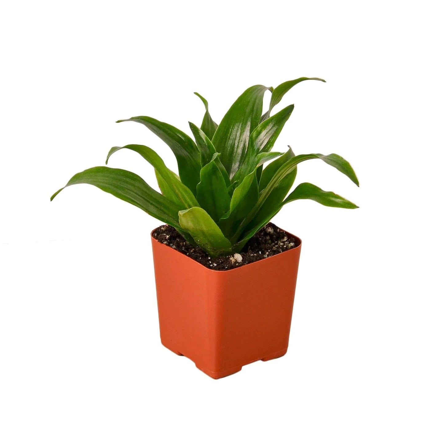 4 Pack Dracaena 'Janet Craig' in 3in Pot - Live Plants Tropical Houseplants | Variegated | USA Growers | The Snobby Leaf