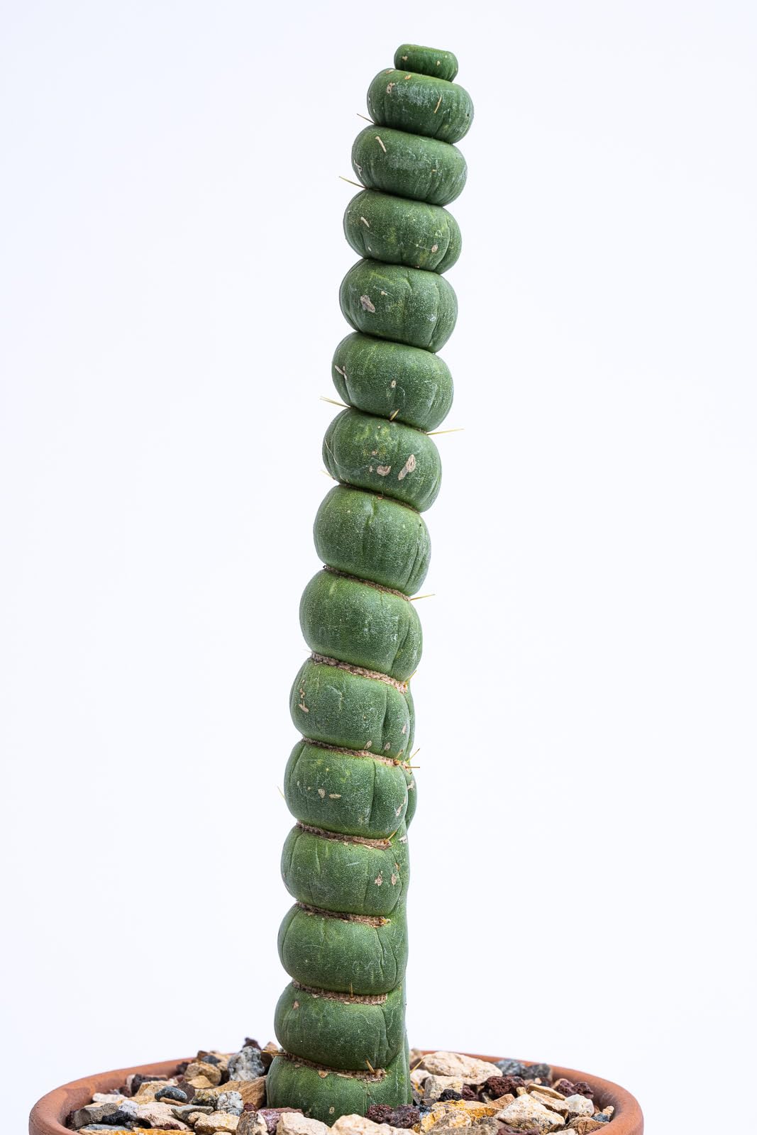Eulychnia Castanea Spiralis - Unicorn Horn Live Rare Unique Cactus Plant (8'')