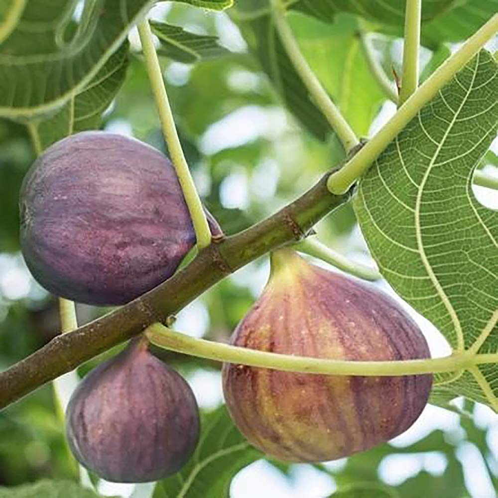 Fig 1 Gal. Black Mission Fig Plant