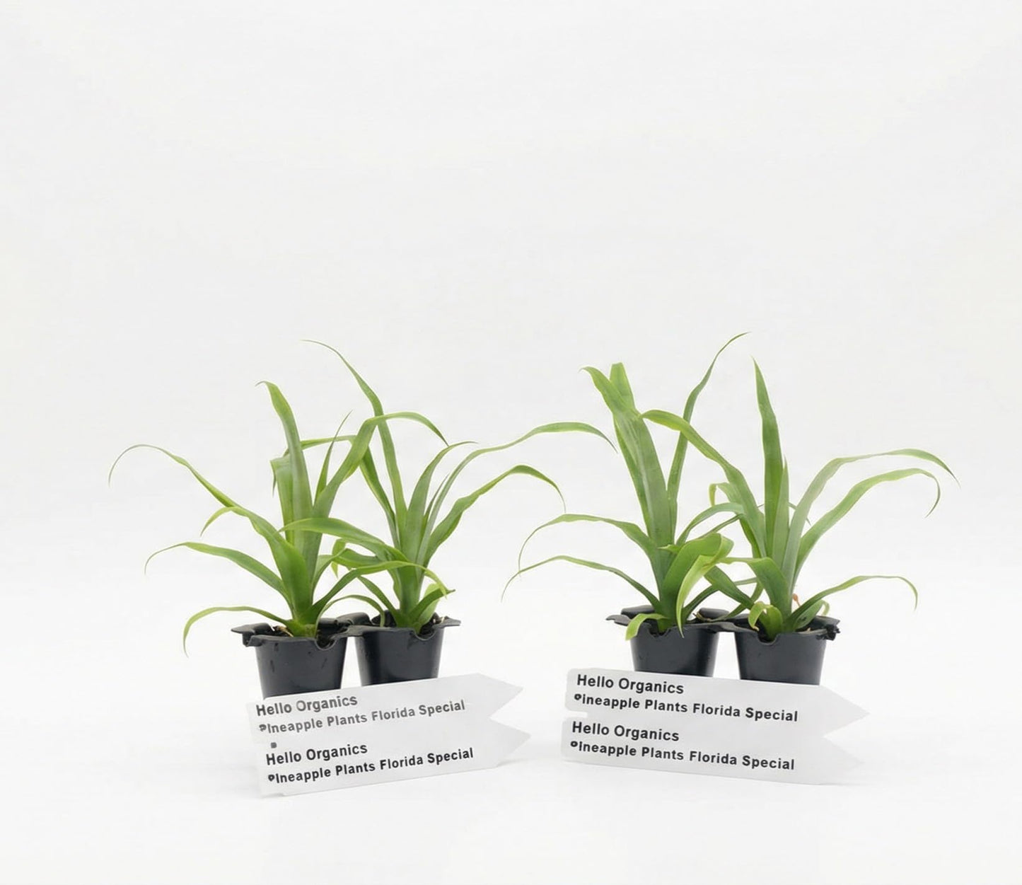 Pineapple Plants Florida Special Includes Four (4) Plants