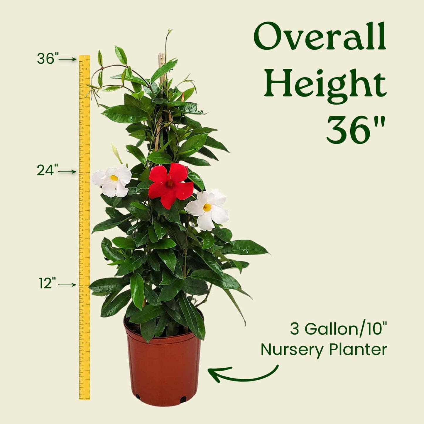 Live Mandevilla Flowering Plant - Trellis - Mixed Red Giant and White Giant - Tropical Plants of Florida - Overall Height 36" (Plant Only)