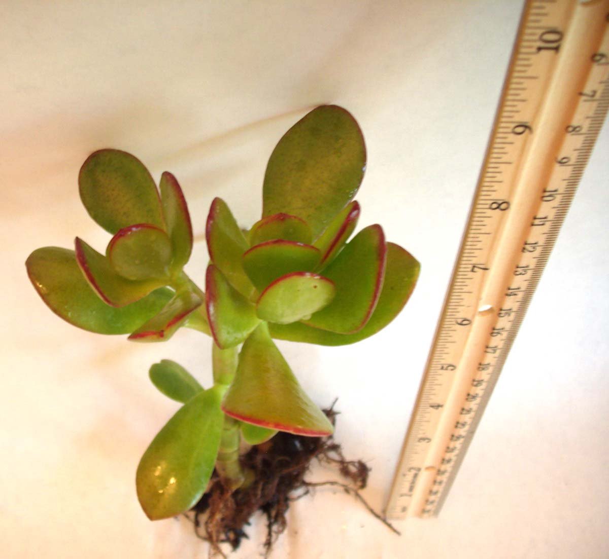 Jade Plant Commonly Known as Lucky Plant or Money Plant (Live Bareroot Plant)