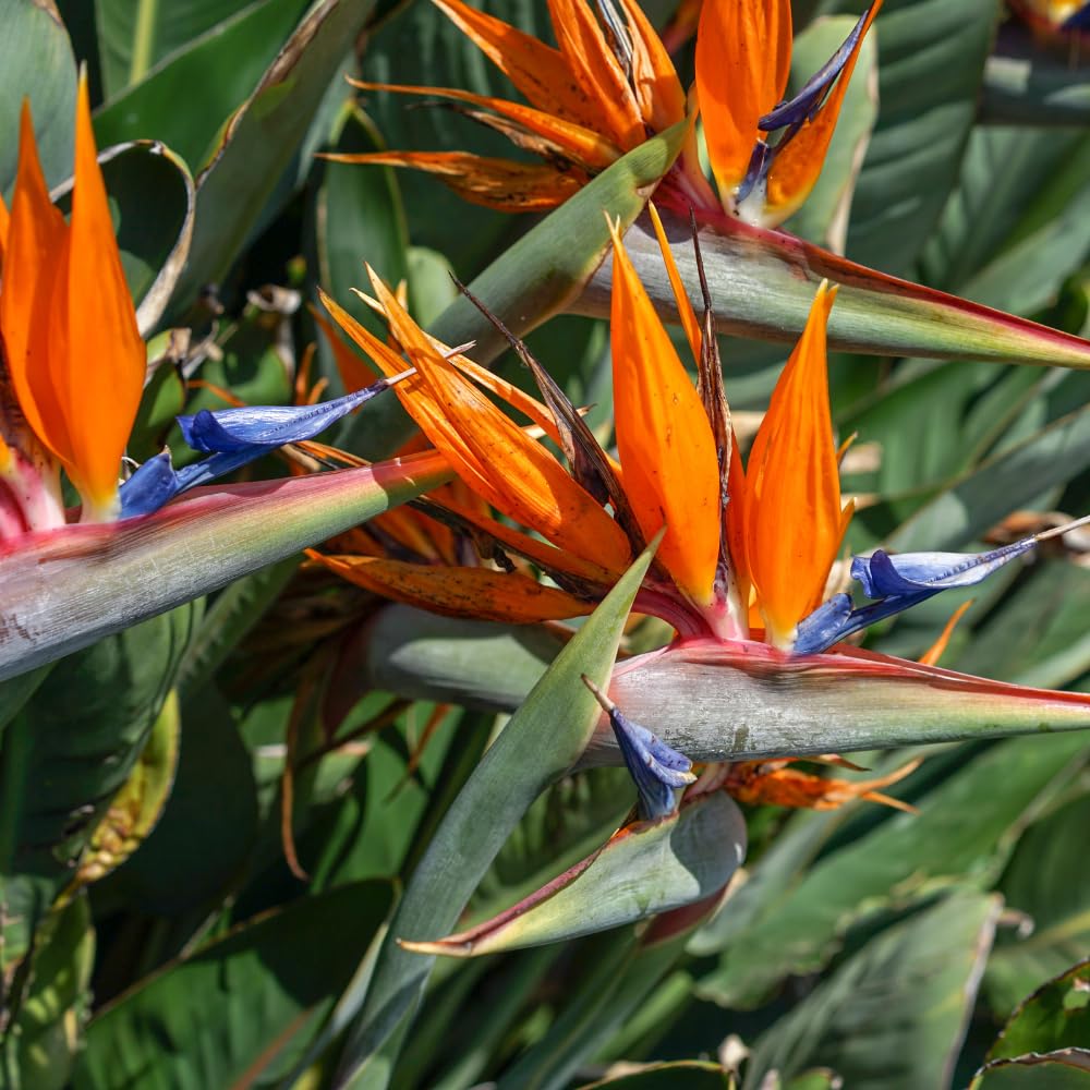 Orange Bird of Paradise Live Plant, Size 5-12” Tall, Strelitzia Reginae Houseplant Indoor Outdoor Tropical Plant