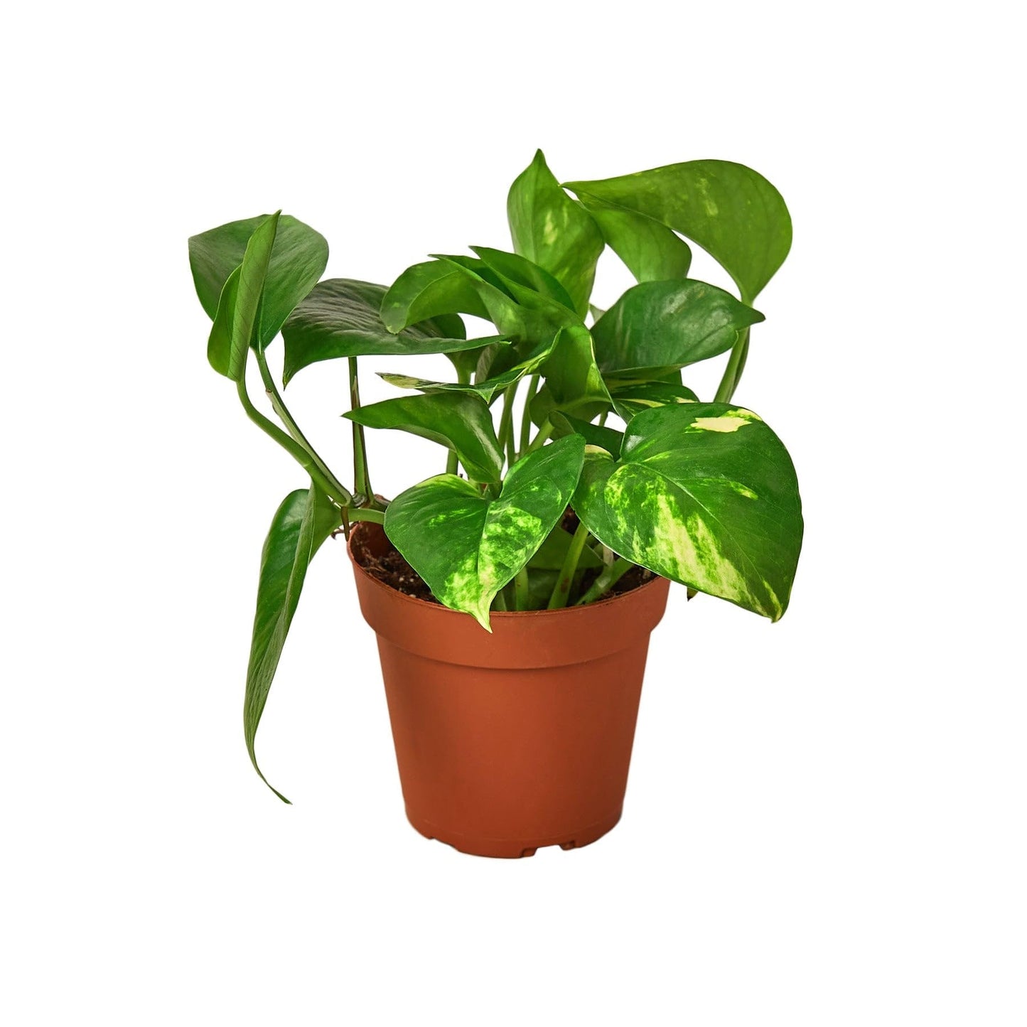 Pothos 'Golden' | Live Plant for Indoor & Outdoor | for Living Room, Office, Bathroom | (3" Pot)
