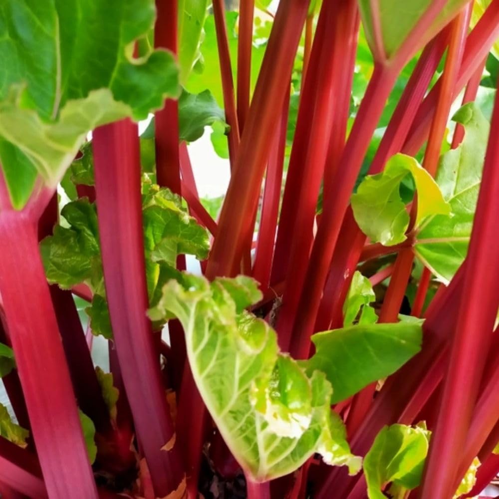 Red Rhubarb Plant for Planting, Rhubarb Bare Roots, 4 to 6 Inc in Height, Perennial Vegetable Plant, Zone 3 to 8