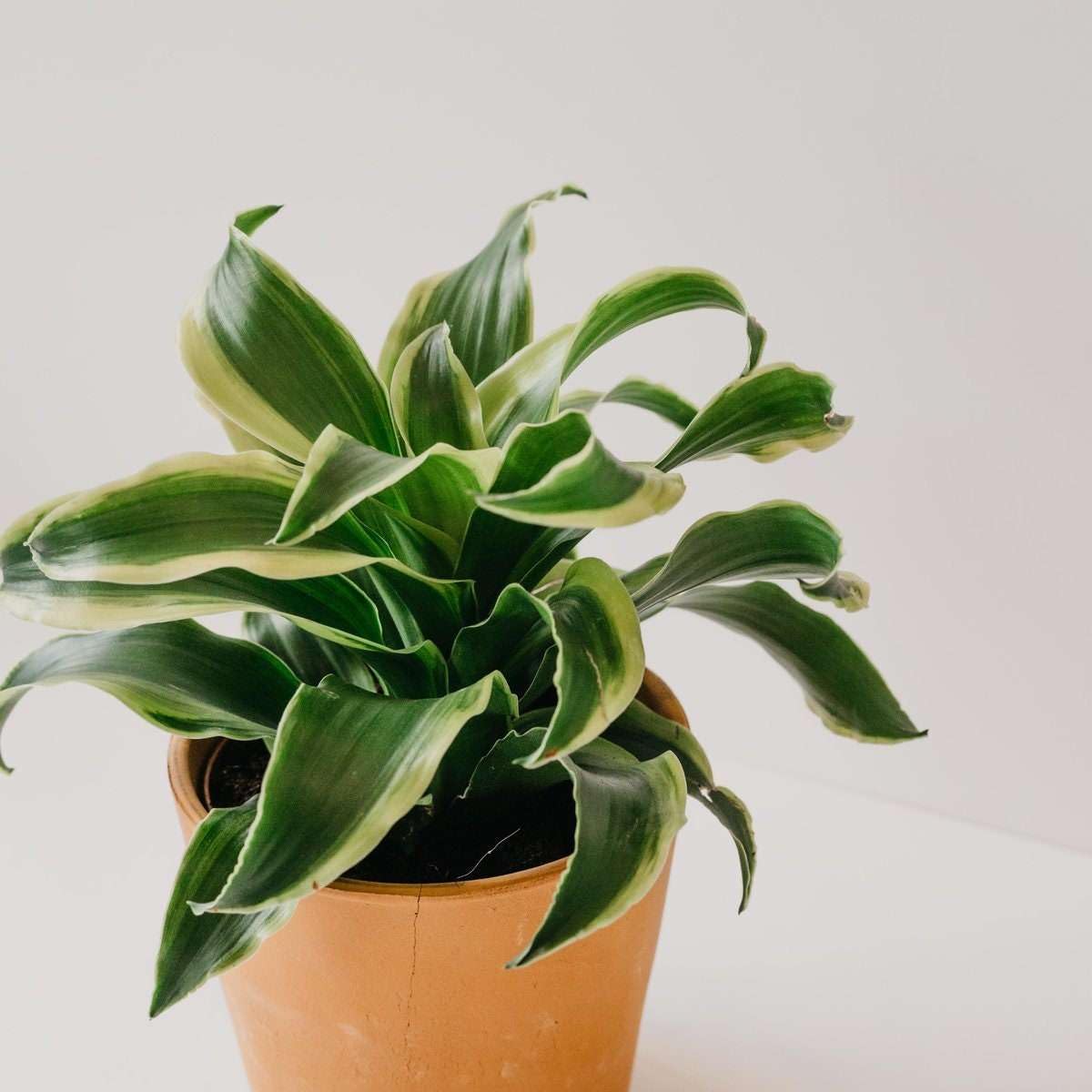Dracaena Tornado Live Plant for Indoor | Different Houseplants in 4'' & 6'' Pot | Real House Plant for Living Room, Office, Desk & Bathroom | Tornado | Dracaena Fragans