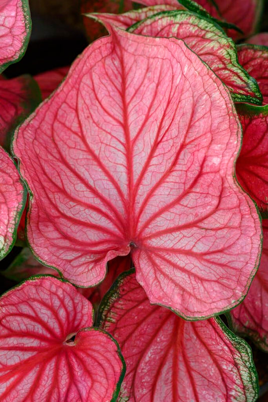 10 Pink Symphony Caladium Bulbs for Planting - Perennial Hosta, Elephant Ears, Fancy (10 Bulbs)