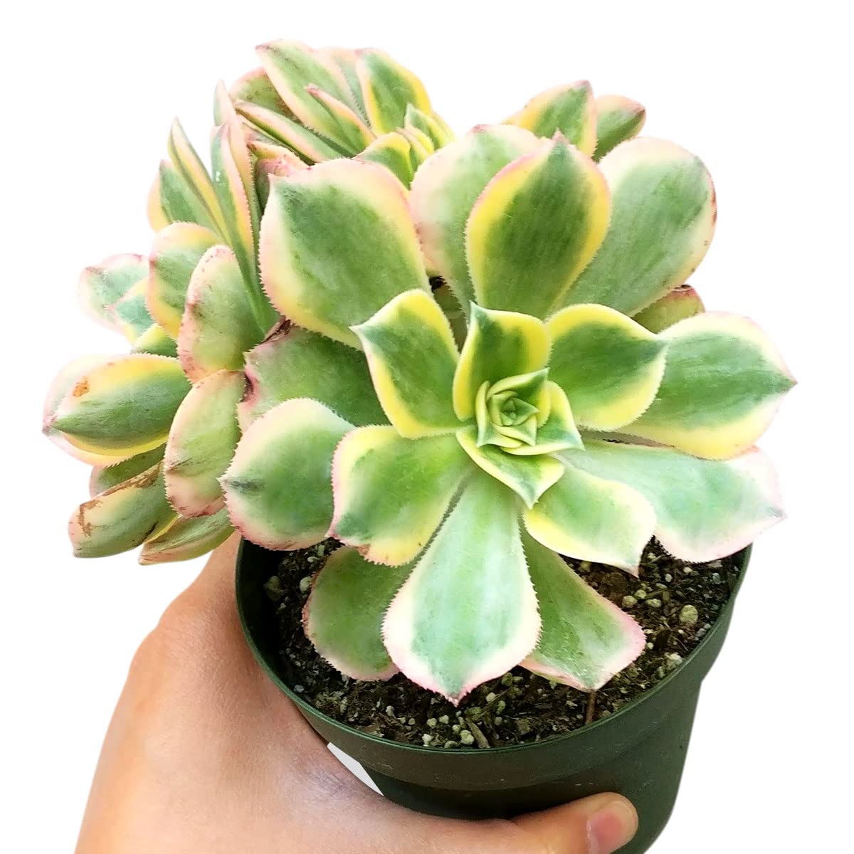 Aeonium Sunburst Copper Pinwheel - Live Succulent Plant, 4 Inch Pot, Variegated Green Yellow Rosette Leaves with Pink Edges, Easy to Care Plant for Home Garden Decor, Plant Gifts (Plastic Pot, 4 Inch)