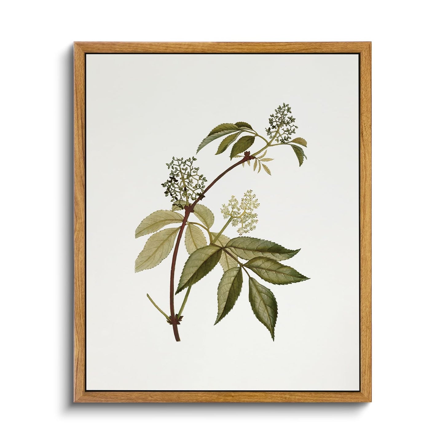 VIYYIEA Vintage Framed Canvas Wall Art Prints, Sambucus Racemosa Botanical Plant Bathroom Art Painting, Rustic Farmhouse Plant Pictures for Bedroom Living Room Bathroom, 9"x11"