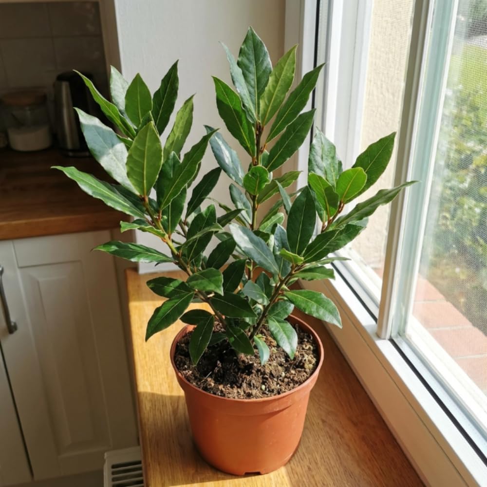Bay Leaf Tree Live Plant, Bay Leaf Plant Live, 3-5 Inches Tall, Culinary Herb Plant, Indoor Outdoor Herb Garden Starter