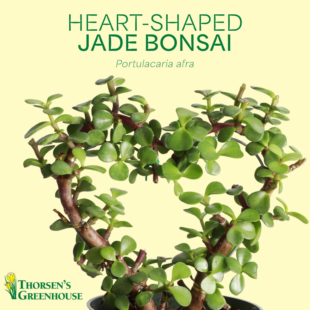 Thorsen's Greenhouse, Heart-Shaped Jade Bonsai Plant, Live Indoor Plant, Gift, Succulent Plant, 4-inch Diameter Pot (Lavender)