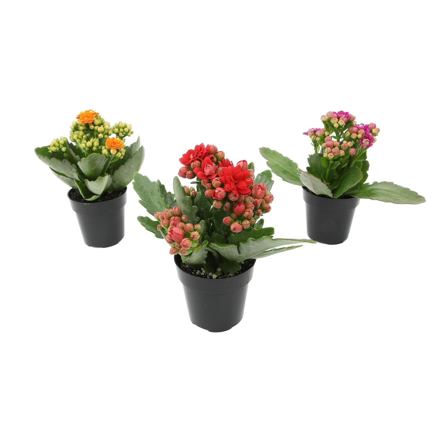 Kalanchoe Flower Plants 3PK, Desk Plant Decor, Live Succulent Gifts for Plant Lovers Gift Ideas, Kalanchoe Plants Live Houseplants Live Indoor, Live Succulents Plants Live Flowers by Plants for Pets