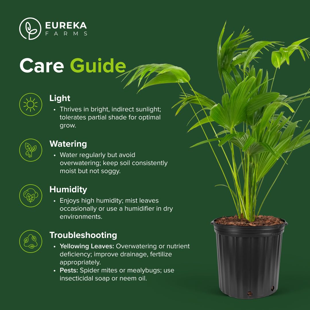 Chinese Fan Palm Tree, Livistona chinensis - Tropical Indoor/Outdoor Live Tree, Exotic Houseplant with Large Fan-Like Leaves, Low Maintenance Garden and Patio Accent (2gal Pot; 35-42in)