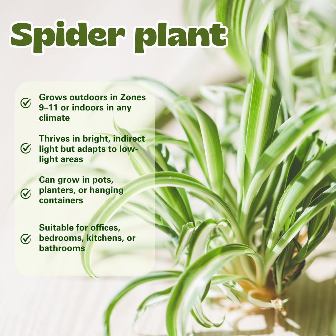 Curly Spider Plant Live, Variegated Houseplant in 4 Inch Pot, Ready to Grow Indoors or Outdoors