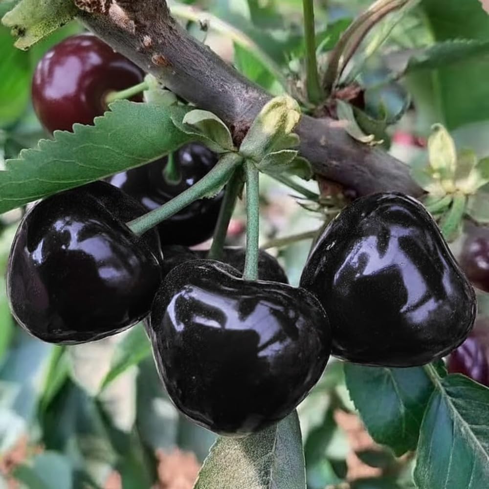 Black Cherry Tree Live Plant, 1 Year Old Sweet Cherry Bare Roots 1.5-2 Feet, Dormant, Hardy Shade Tree for Garden or Landscape