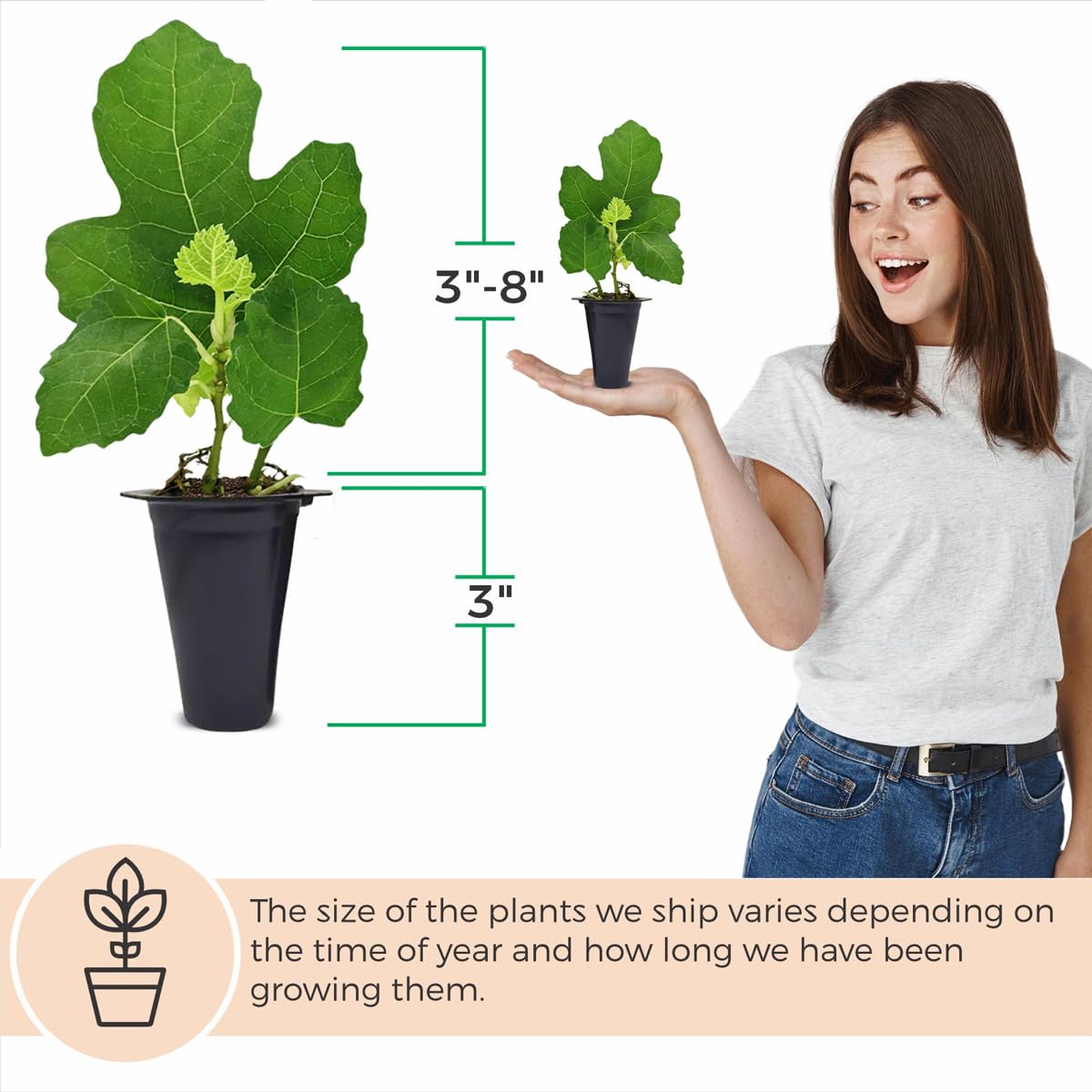 Fig Tree Black Mission Live for Sale (4 Pack) | Easy to Grow Plants | Edible Fruit Plant for Sustainable Living | Grow Your own Food on Your Edible Organic Garden| Live for Planting| 2 inch Pot