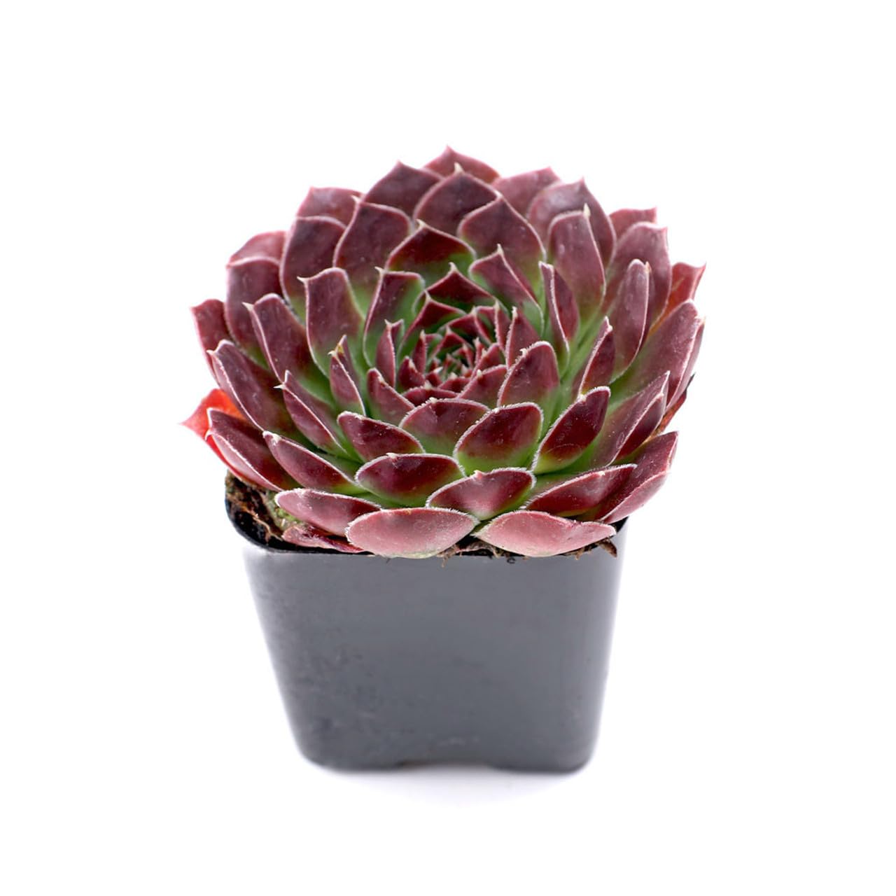 Mountain Crest Gardens Pink, Purple & Red Succulent Pack - 6 Live Plants in 2 Inch Pots - Real Succulents for Indoor/Outdoor Decor, DIY, and Gifts