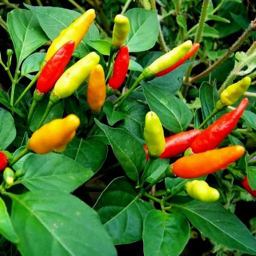 Pepper Plants Live for Planting, in 4" Pot, Hot Chili Pepper for Indoor and Outdoor Growing (Medium Hot Pepper)