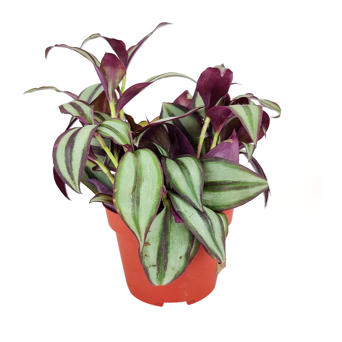 Tradescantia Zebrina 'Wandering Dude' (4 inch) - Air-Purifying Houseplants - 4/6 inch Unique Live Decorative Houseplants - Low-Maintenance Indoor Plants, House Warming Gift, Natural Air Purifier