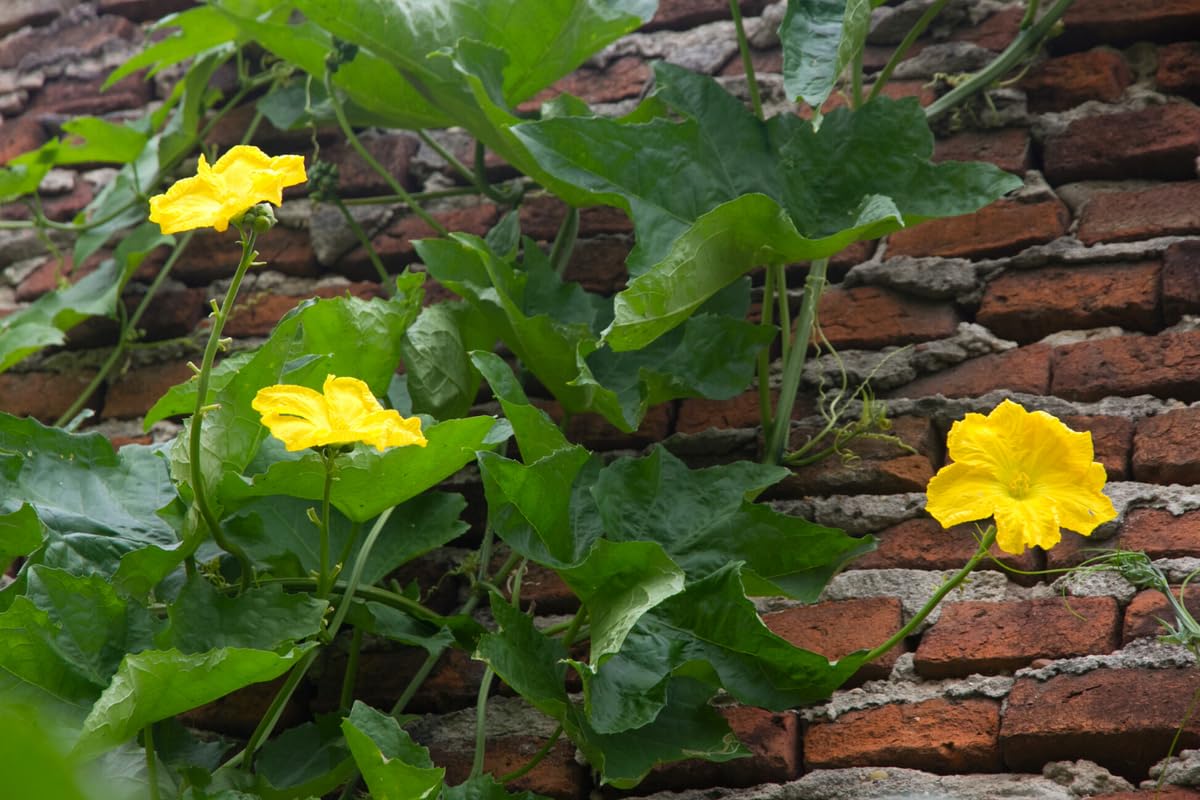 Luffa Gourd Plant, Loofah Plant Live in 4 Inc Pot, 4 Luffa Plants Live, 4 to 7 Inc Tall Seedling, Luffa Live Plant Indoor Outdoor, Ornaments Perennial Garden to Grow