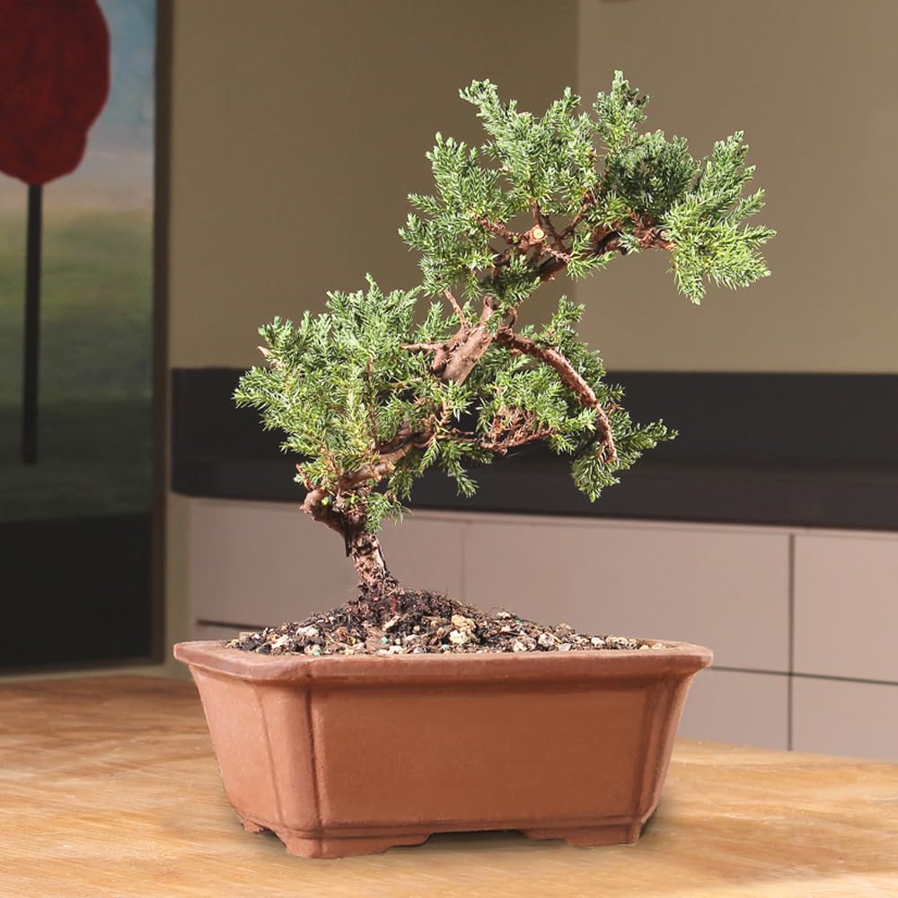 Brussel's Bonsai - Live Green Mound Juniper Bonsai Tree, Outdoor Bonsai Tree Live Plant, Medium Bonsai for Patio Garden Décor, Easy Care Evergreen Bonsai (Medium)
