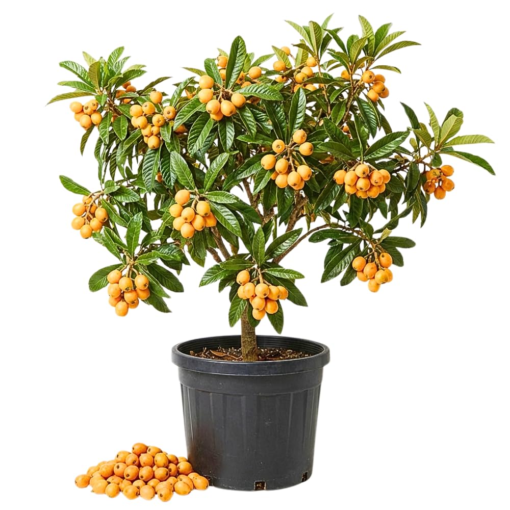 Loquat Tree Live Plant, Loquat Fruit Trees Live Plants, 1-2 Feet Tall in 3 Gallon Pot, Sweet Fruit Tree for Outdoor Planting, No Ship to CA