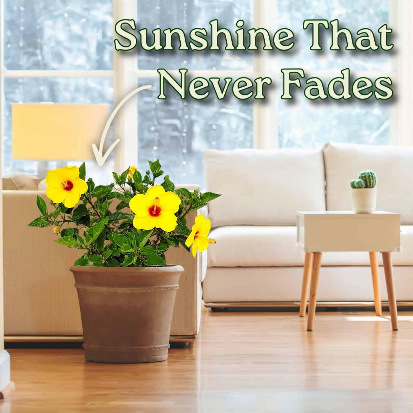 Tropical Plants of Florida Dwarf Yellow Hibiscus Bush Live Plant Red Throat - 3 Gallon 22 to 26 Inch Tall Tropical Flowering Shrub Patio Garden Plant