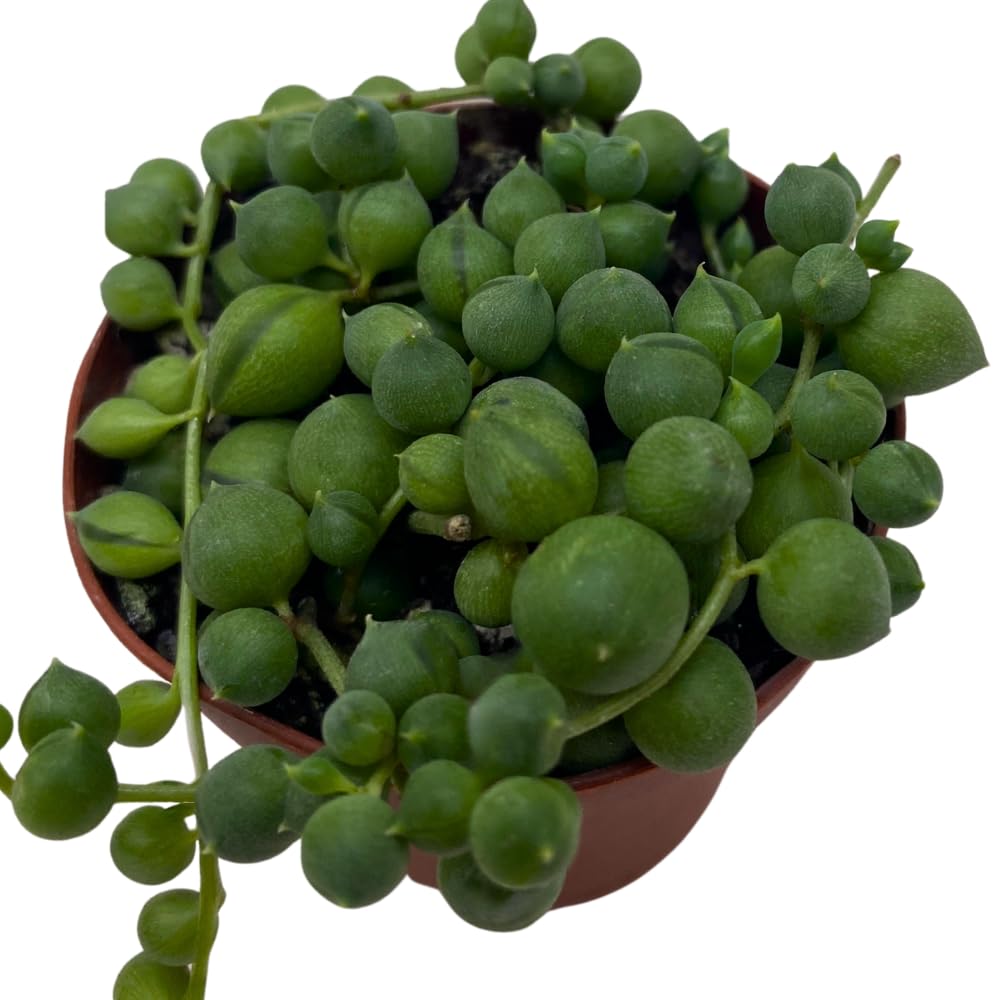 BubbleBlooms String of Pearls, Beads, peas Senecio rowleyanus Curio Rosary Plant in 2 inch Pot