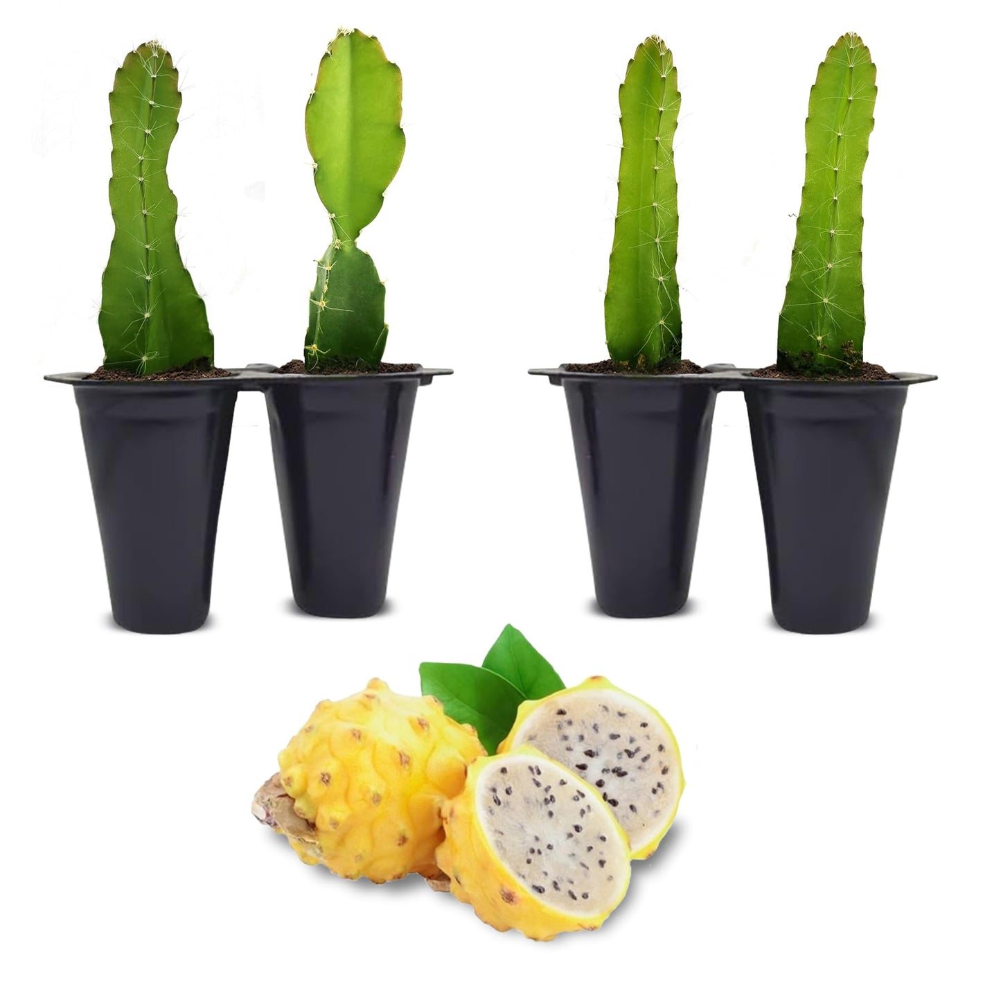 Dragon Fruit Yellow Dragon (4 Pack) | Real Live Fruit Plants for Sale | Rare Exotic Variety | Sweet Edible Fruit | Easy to Grow Live Plants for Organic Gardens