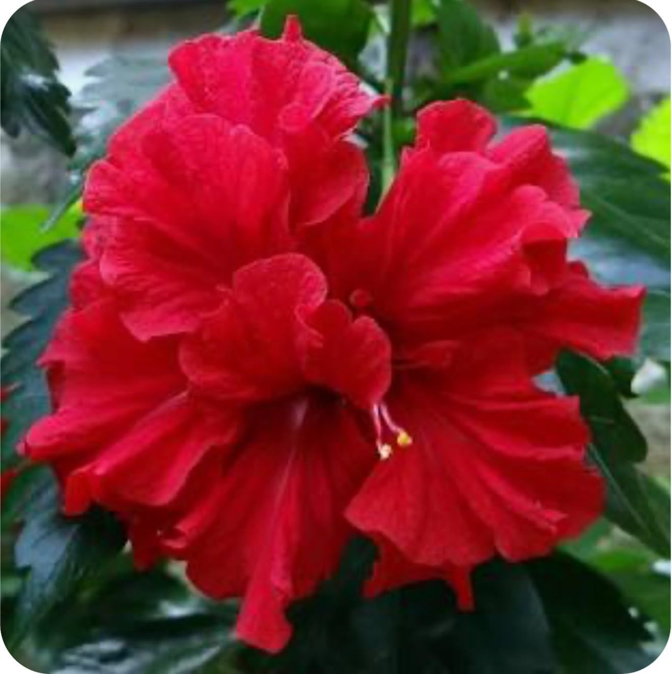 Live Plant - Red Dragon Hibiscus-Small Rooted Starter Plant-Hibiscus Rosa-sinensis