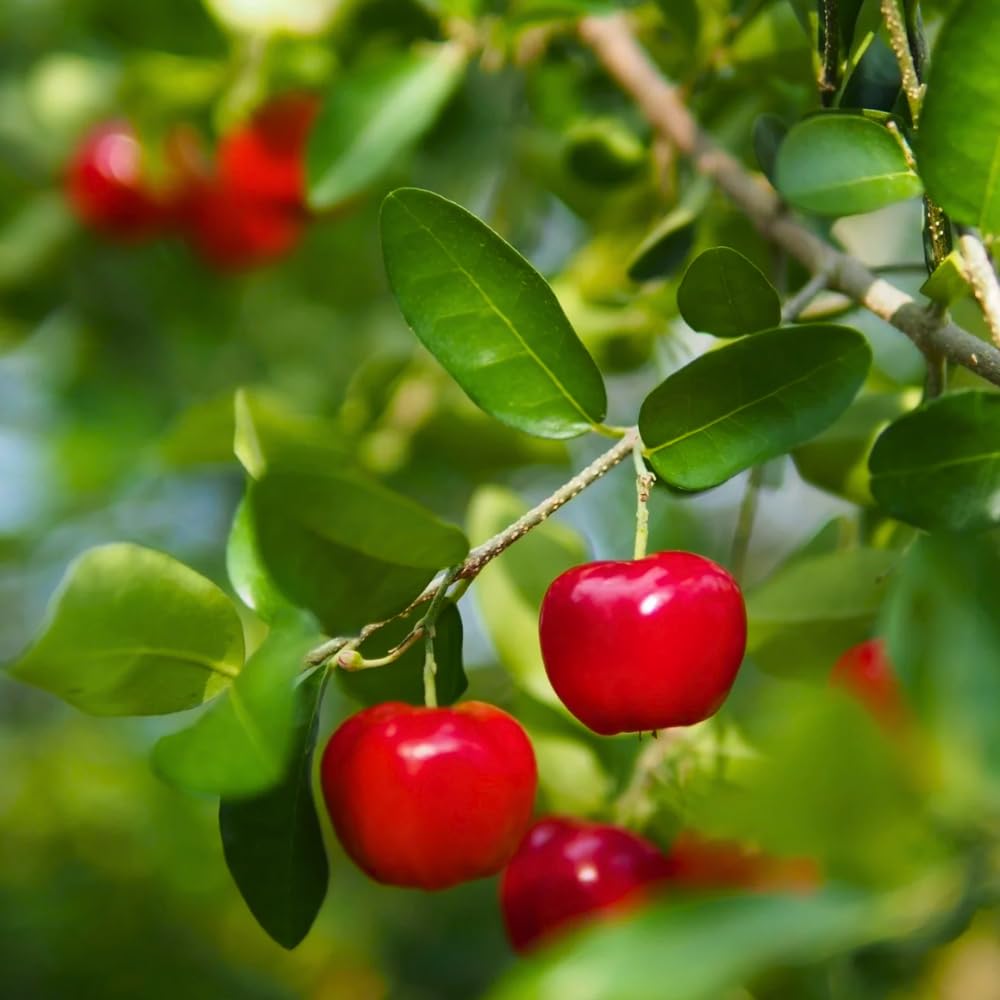 Cherry Tree Live Plant, Sweet Cherries Fruit Tree 4-8'' Tall, Tropical Fruit Trees for Planting Outdoor (Barbados Cherry Tree)