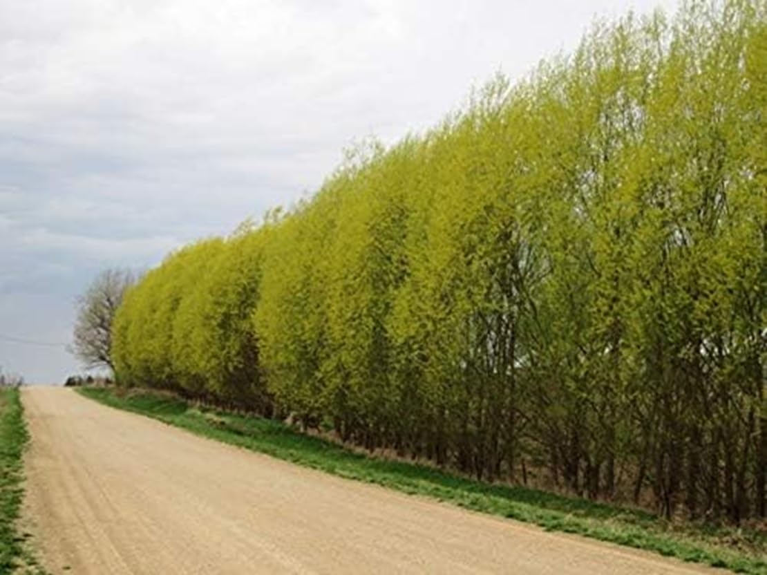 Willow Hybrid Trees for Privacy - Fast Growing Austree Willow Cuttings (25 Cuttings)