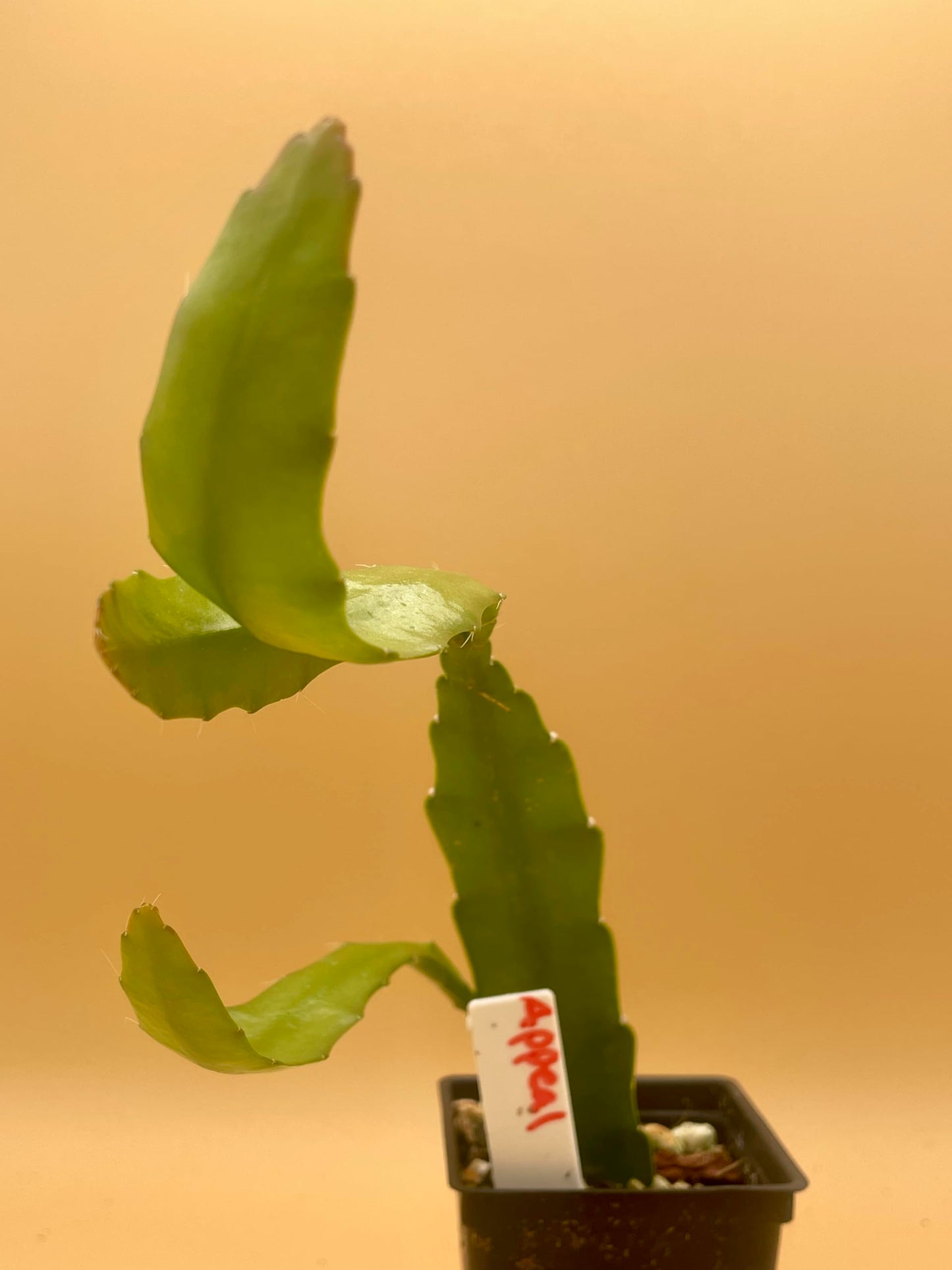 Epiphyllum 'Appeal' Fully-Rooted Starter Pot - Orchid Cactus Epiphytes - Indoor and Outdoor Plant - No Shipping to California or Arizona
