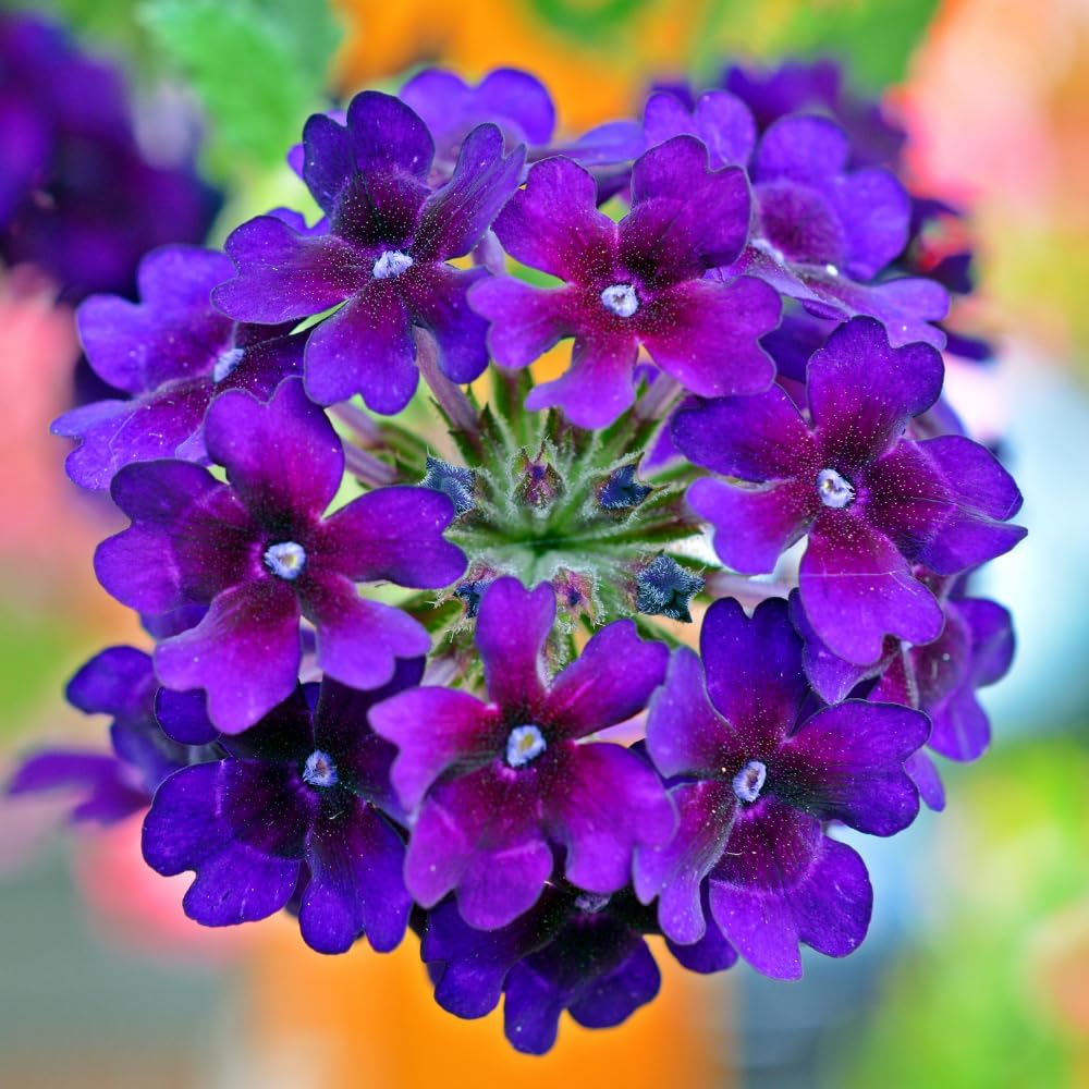 2 Dark Purple Verbena Live Plants, Trailing Verbena Plants for Planting Outdoor, Perennial Ground Cover Flowers 4-7 Inches