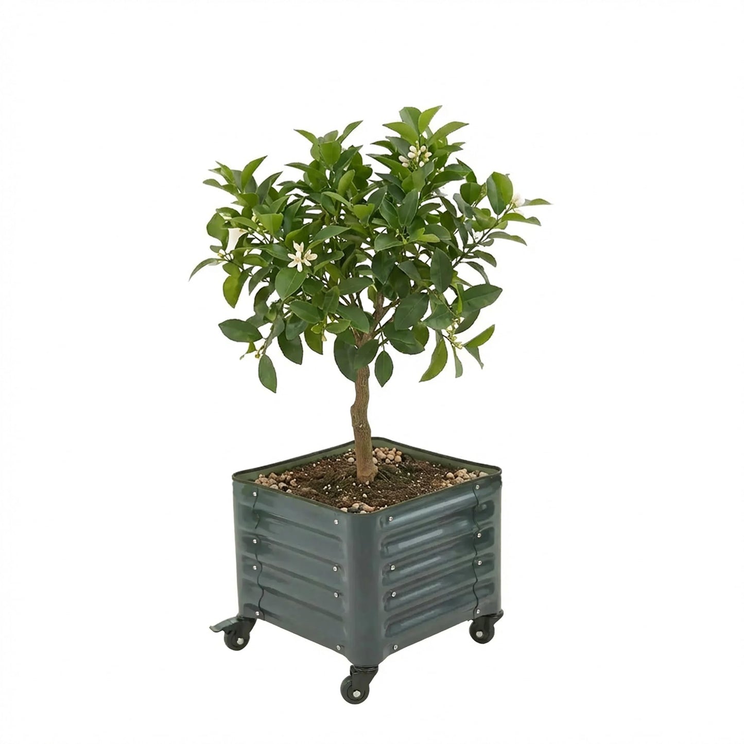 Vego garden Classic Rolling Citrus Tree Planter – 1.75' Mobile Metal Raised Garden Bed for Patio, Deck, Balcony – Deep Planting Space, Durable & Easy to Move (Modern Gray, 1.75'X1.75')