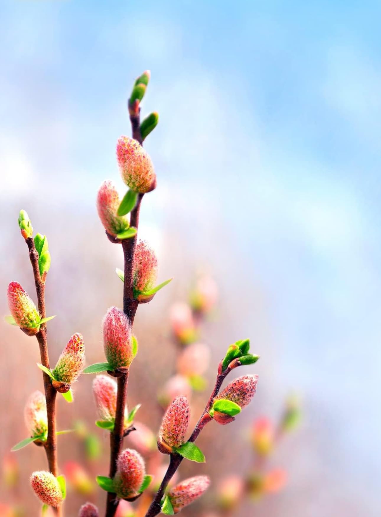 2 French Pink Pussy Willow - Fresh Cuttings, Ready to Root - Guaranteed to Grow - Ships from Washington, USA