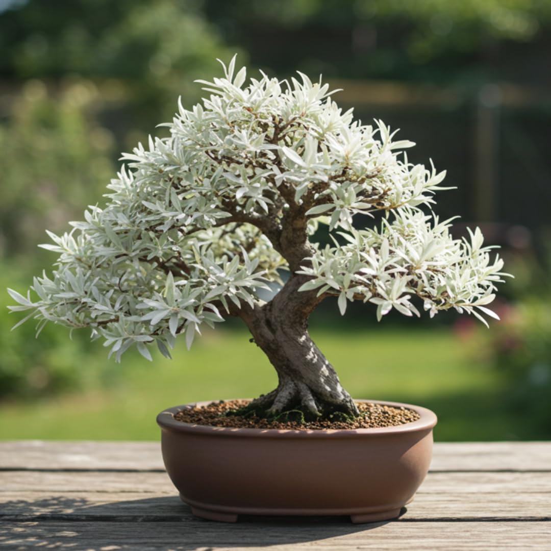 Live Dwarf White Willow Bonsai Tree - Stunning Silvery-Green Leaves - Fast Growing, Indoor/Outdoor Bonsai Material - Easy-to-Root & Bloom - Unique Zero Waste Living Gift for Plant Lovers