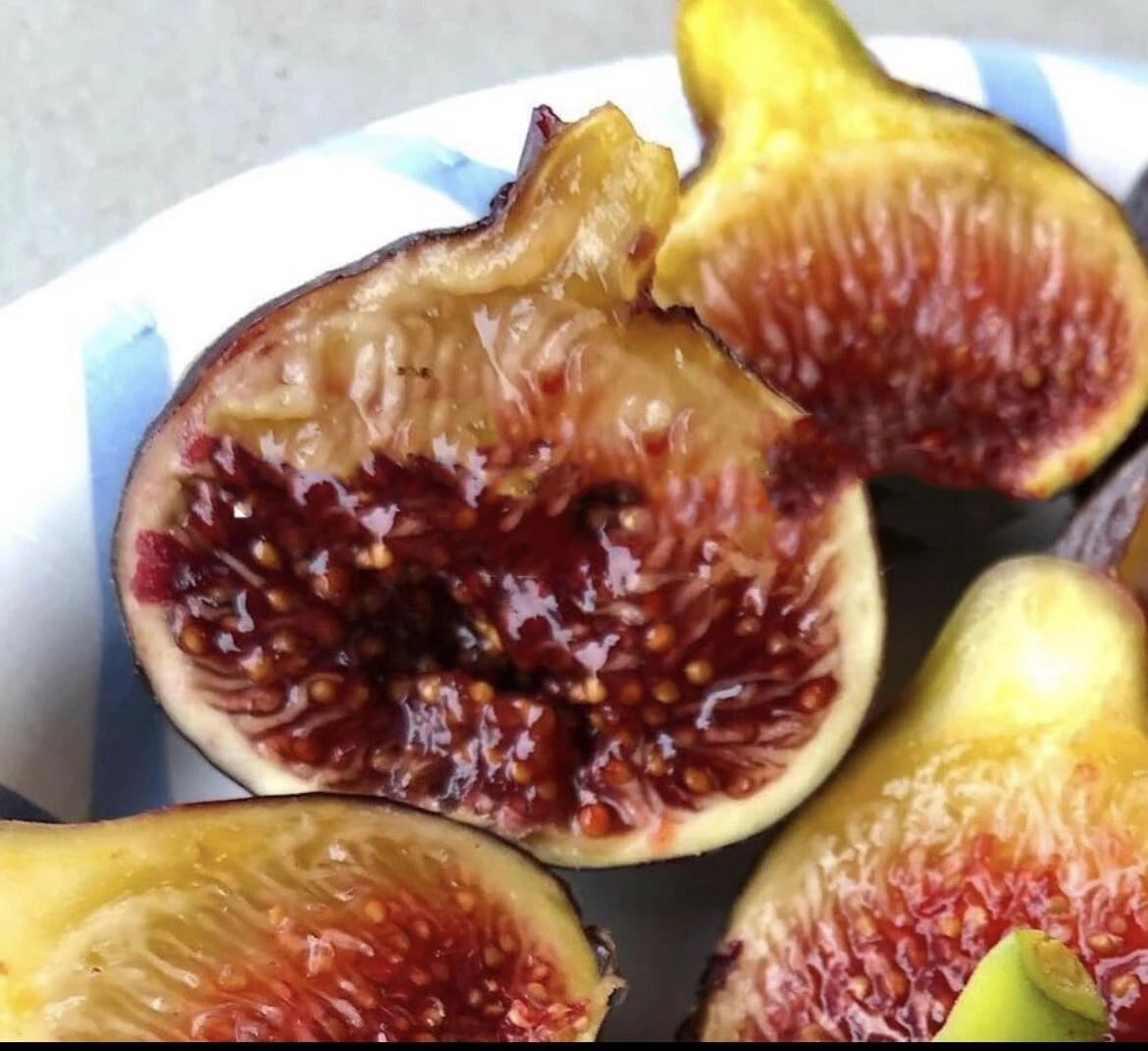 Live Plant - Fig Trees Cold Weather Combo 2 Trees Olympian and Fignomenal